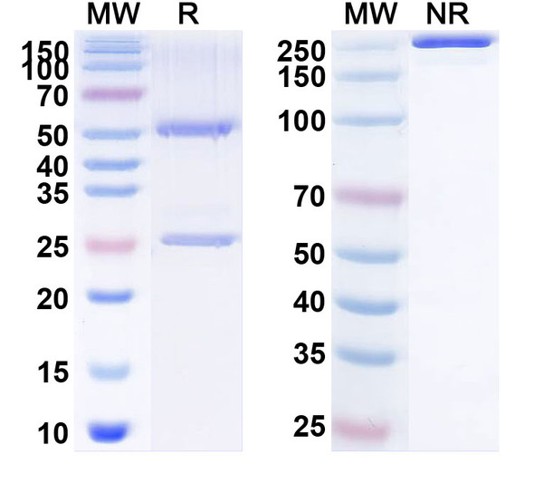 Andecaliximab Antibody - SDS-PAGE