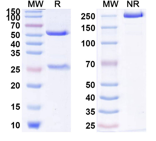 Seribantumab Antibody - SDS-PAGE