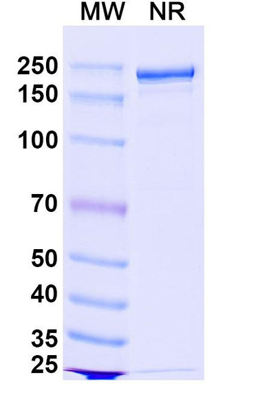 Bococizumab Antibody - SDS-PAGE