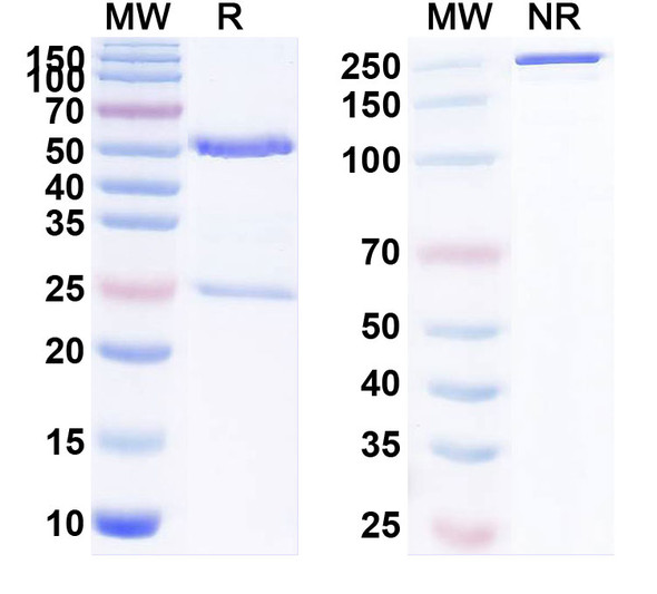Ralpancizumab Antibody - SDS-PAGE