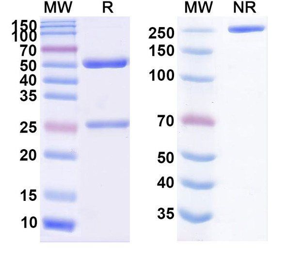 Ongericimab Antibody - SDS-PAGE