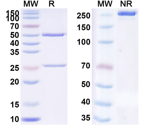 Domagrozumab Antibody - SDS-PAGE