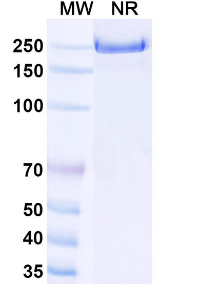 Emibetuzumab Antibody - SDS-PAGE