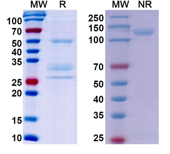 Onartuzumab Antibody - SDS-PAGE