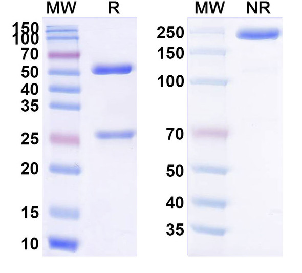 Abagovomab Antibody - SDS-PAGE