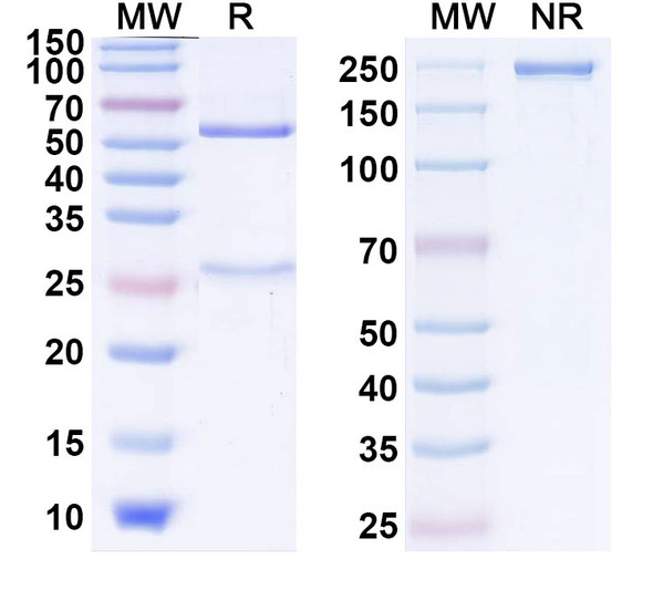 Farletuzumab Antibody (Farletuzumab Ecteribulin ADC, Payload-Free) - SDS-PAGE
