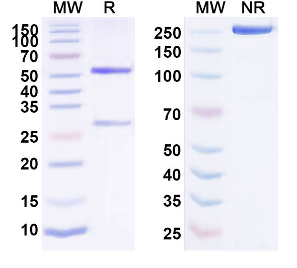 Maslimomab Antibody - SDS-PAGE