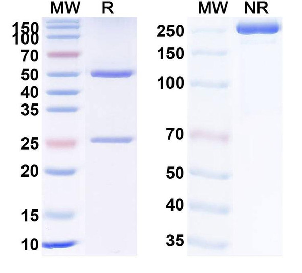 Rozanolixizumab Antibody - SDS-PAGE