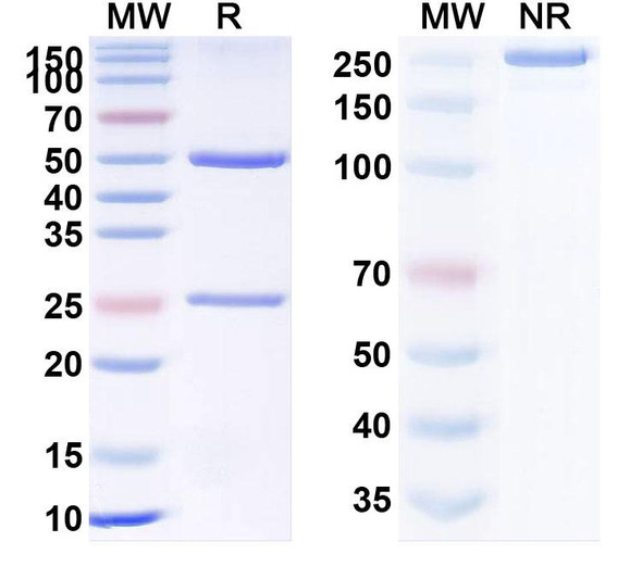 Setrusumab Antibody - SDS-PAGE