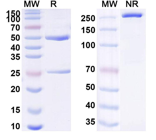 Crotedumab Antibody - SDS-PAGE