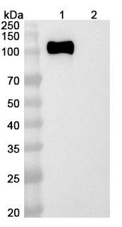 Rosopatamab Antibody - WB