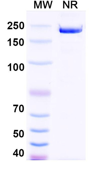 Garetosmab Antibody - SDS-PAGE