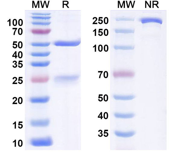 Ladiratuzumab Antibody (Ladiratuzumab Vedotin ADC, Payload-Free) - SDS-PAGE