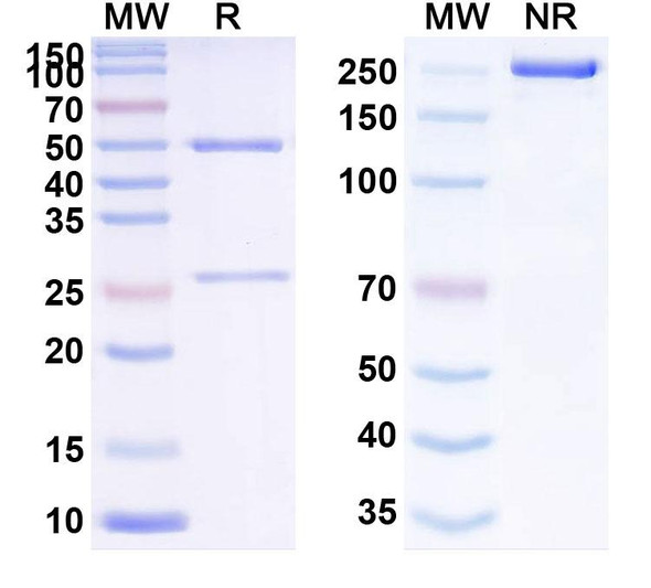 Refanezumab Antibody - SDS-PAGE