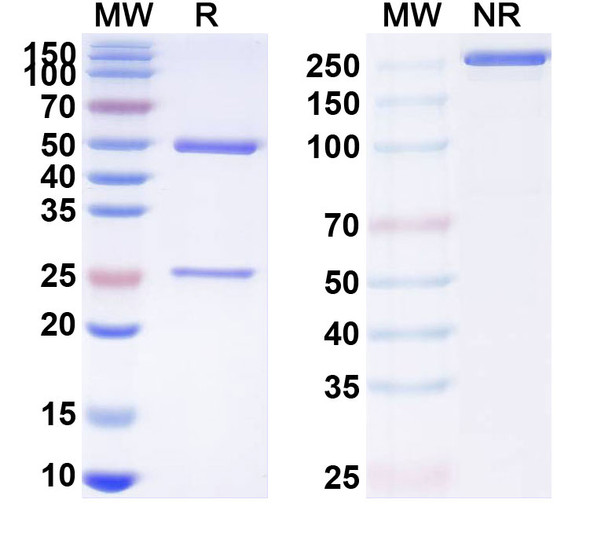 Rovalpituzumab Antibody (Rovalpituzumab Tesirine ADC, Payload-Free) - SDS-PAGE