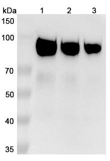 Sibrotuzumab Antibody - WB