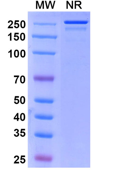 Sirtratumab Antibody (Sirtratumab Vedotin ADC, Payload-Free) - SDS-PAGE