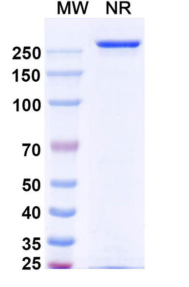 Vandortuzumab Antibody (Vandortuzumab Vedotin ADC, Payload-Free) - SDS-PAGE