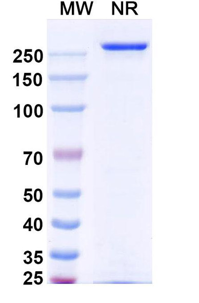 Vandortuzumab Antibody (Vandortuzumab Vedotin ADC, Payload-Free) - SDS-PAGE