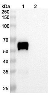 Vantictumab Antibody - WB