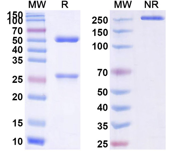 Apolizumab Antibody - SDS-PAGE