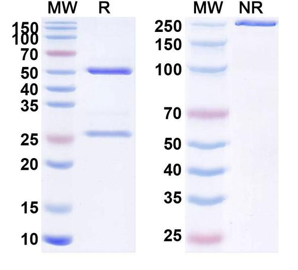 Ascrinvacumab Antibody - SDS-PAGE