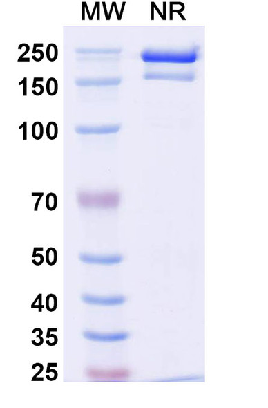 Detumomab Antibody - SDS-PAGE