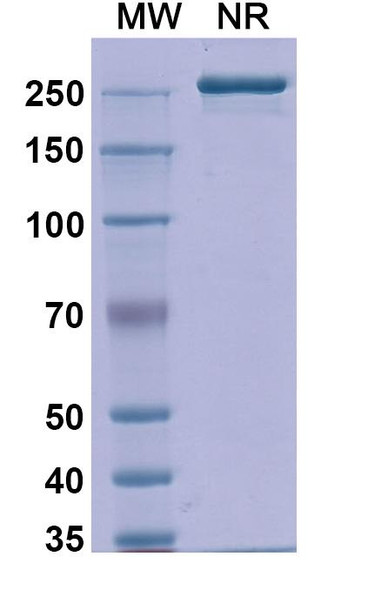 Detumomab Antibody - SDS-PAGE