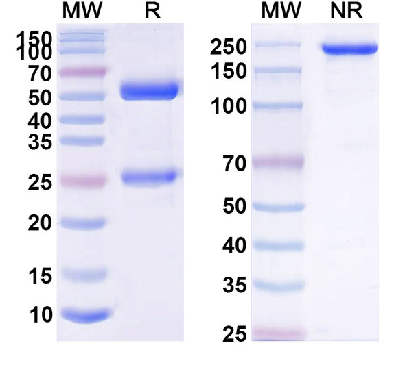 Derlotuximab Antibody - SDS-PAGE