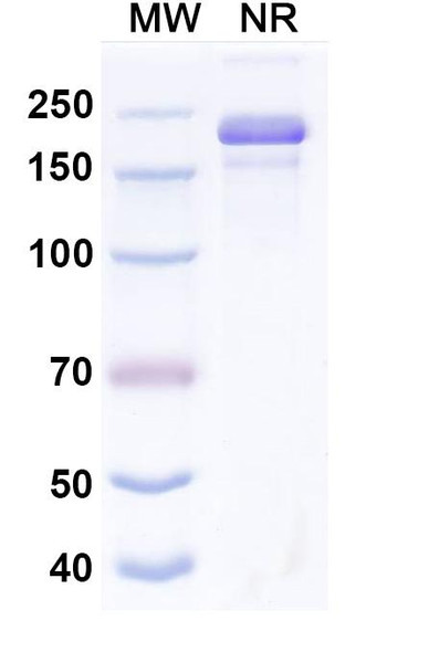 Votumumab Antibody - SDS-PAGE