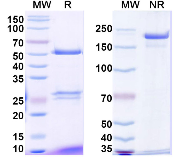 Talquetamab Antibody - SDS-PAGE