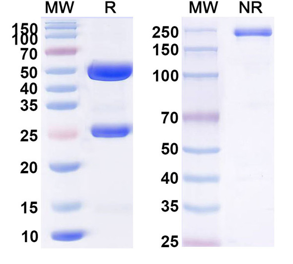 Bavituximab Antibody - SDS-PAGE