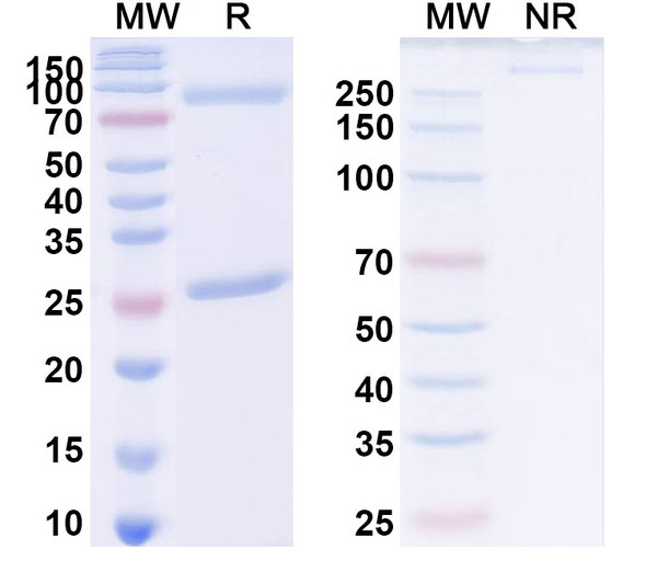 Edobacomab Antibody - SDS-PAGE