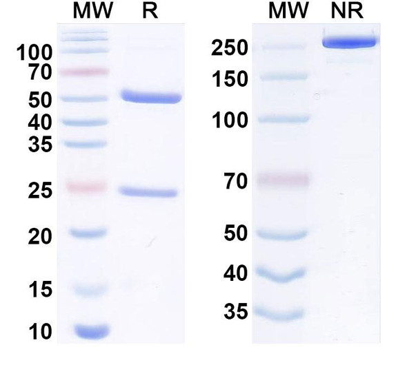 Berlimatoxumab Antibody - SDS-PAGE