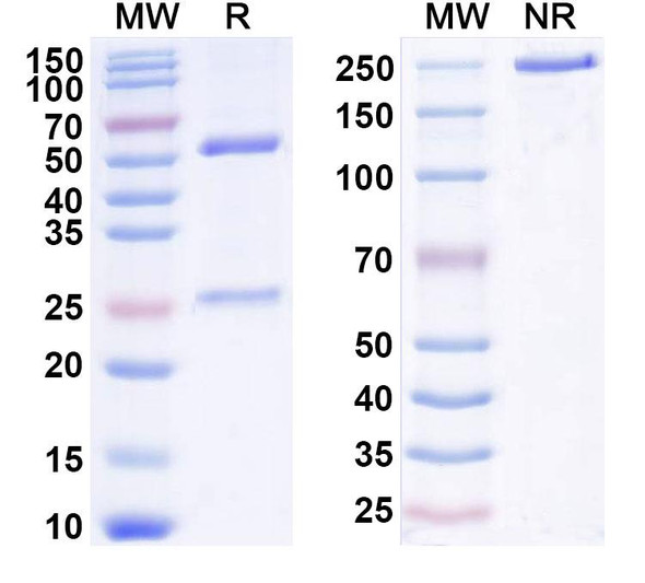 Pritoxaximab Antibody - SDS-PAGE