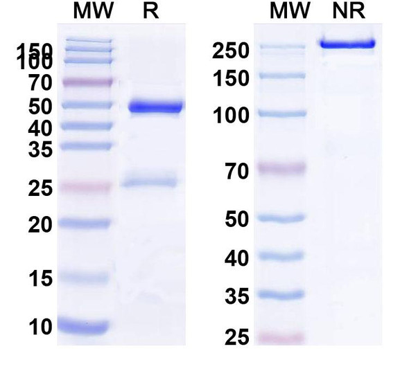 Etesevimab Antibody - SDS-PAGE