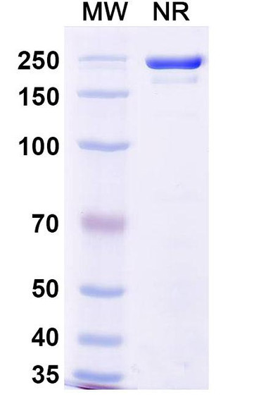 Sotrovimab Antibody - SDS-PAGE