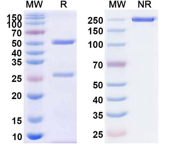 Regavirumab Antibody - SDS-PAGE