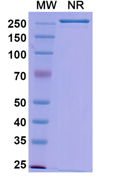 Gedivumab Antibody - SDS-PAGE