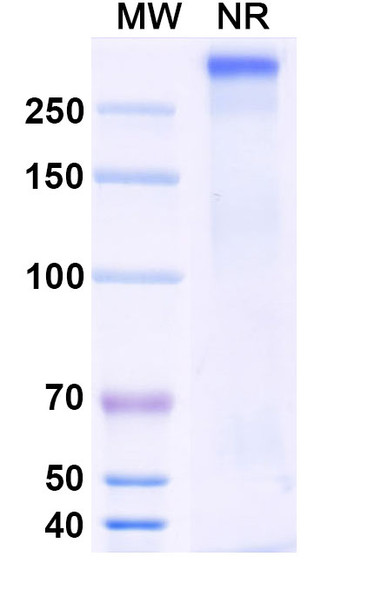 Anti-HRSV F/F protein Antibody (HNK20) - SDS-PAGE
