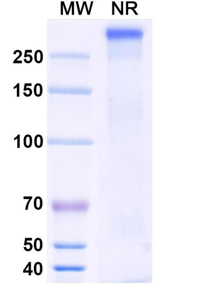 Anti-HRSV F/F protein Antibody (HNK20) - SDS-PAGE