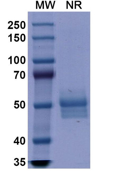 Dulaglutide (Research-Grade) - SDS-PAGE