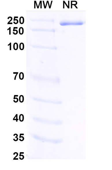 Fabrazyme/Agalsidase Alfa (Research-Grade) - SDS-PAGE