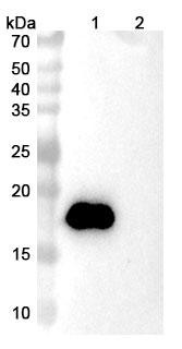 VAK-694 Antibody - WB