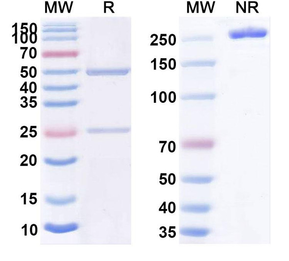 MOR202 Antibody - SDS-PAGE