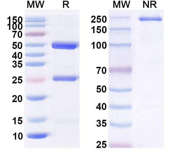 cT84.66 Antibody - SDS-PAGE