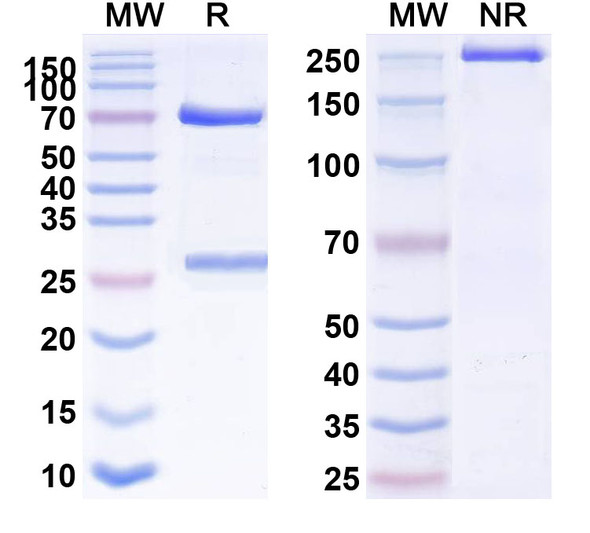 Human CD146/MUC18/MCAM Antibody (Abx-Ma1) - SDS-PAGE