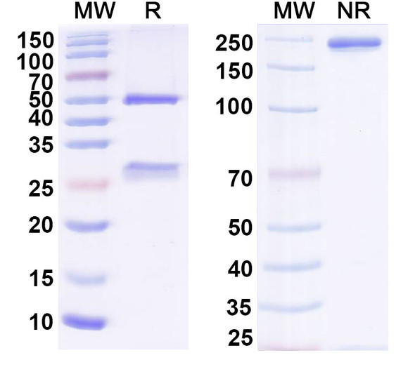 BMS-936559/MDX-1105 Antibody - SDS-PAGE