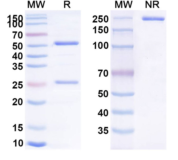 T10B9.1A-31 Antibody - SDS-PAGE