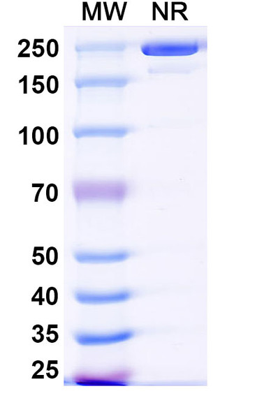 SYN-005-11E6 Antibody - SDS-PAGE
